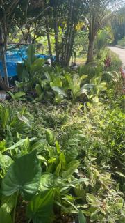 เสียมทอง รีสอร์ทบ้านสวนแอนด์ฟาร์ม - 4