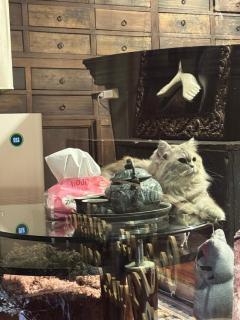 Cafe ice resident - 4