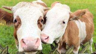 Bader Häusl - Chiemgau Karte - 3