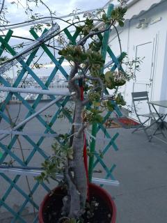 Sea View Nest - Patras - 5