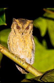 Foresta Thattekkadu Pool Resort - 7