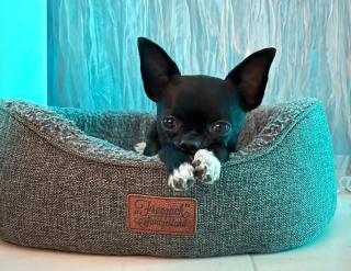 Sunset I Bodensee I St Gallen I Bregenz I Appenzell I Vaduz - 3