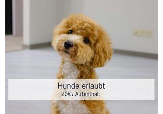 Apartment, close to Europa Park, Alsace, Black Forest, family friendly, dogs allowed - 3