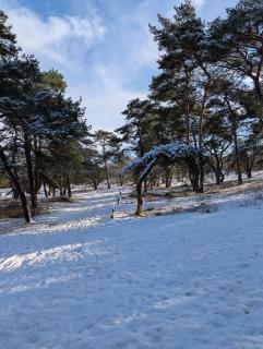 Chalet Timber -close to the woods - 2