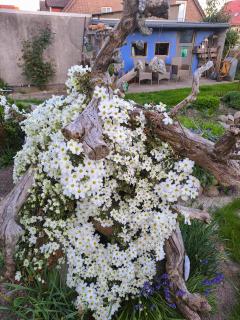 Gartenhaus in ruhiger und geschützter Südlage - 1