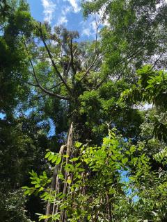 Batu Katak Jungle River & Trekking - 2