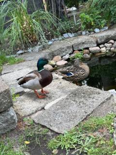 Ferienwohnung Anna - 7