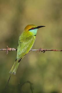 Waves ranna cabana and seafood - 9