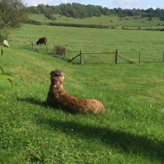 Higher Melcombe Manor - 1