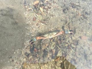 Kohpu garden - Ban Klang - 4