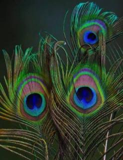 Blooming Mirissa - 5