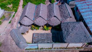 Bougainvillea nungwi zanzibar - 5
