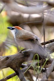 NusaBay Menjangan - 1