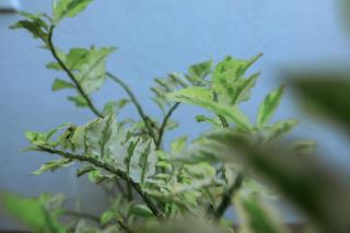 Greendale Kalahe Unawatuna - 2