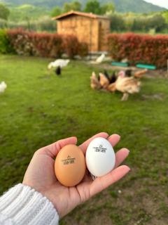 Family Farm Soc. Agr. a r.l. - 1