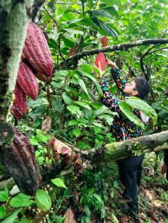 Cabañas eco lógicas mu'ü - 5