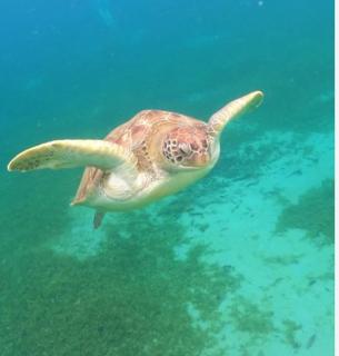 Ti Balaou charmant T3 Trois-Îlets Carayou - 5