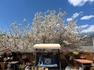 古城区远树客栈 - 5