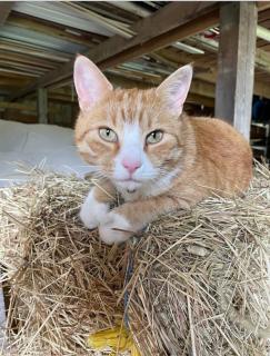 Ruhtinaanmäen Spider Tree Tent - 5