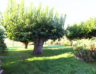 Mas authentique au coeur des vignes - 3