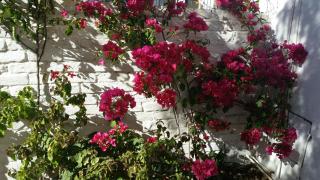 Pepper Tree Accommodation - Beaufort West - 2