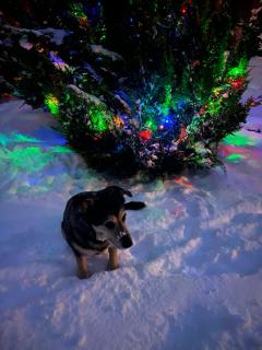 Dom Marzeń z jacuzzi pod gwiazdami - 7