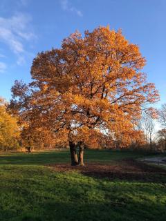 ruhige Idylle am See und Aue zw Leipzig und Halle - 1