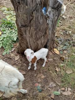 Farm Retreat Diannah - 7