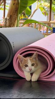 Chill Out Resort -  - 7