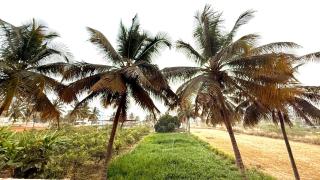 Siri Sampada- Near Bangalore International Airport - 5