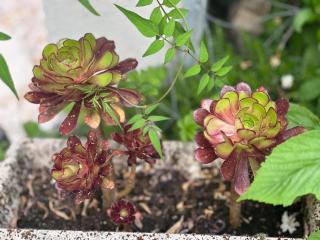 Maison de village typique en Corse mer montagne - 9