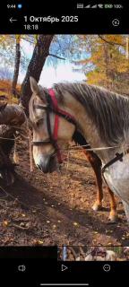 Akjol guest house - 7