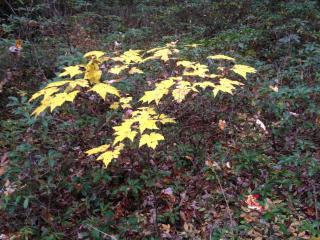 Apple Orchard & Forest Retreat with Woodland Pond - 5