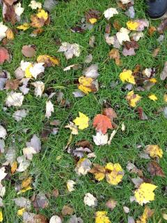 Apple Orchard & Forest Retreat with Woodland Pond - 3