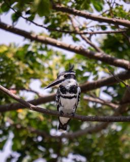 New Cormorant Lake Resort & Yala Safari Place - 9