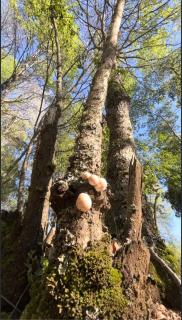 Cabañas Altué Radal Siete Tazas - 2