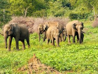 Diamond Walawa Safari Resort - 5