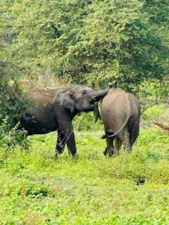 Diamond Walawa Safari Resort - 4