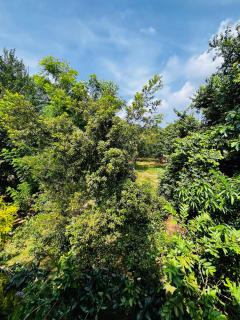 Sigiriya Arecanut Garden - 7