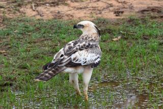 Freedom Safari Lodge - 8