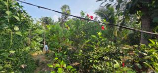 Nirmala's farmhouse - Cabin - 6