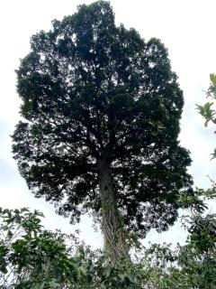 Casas Kawö y Tulu - 6