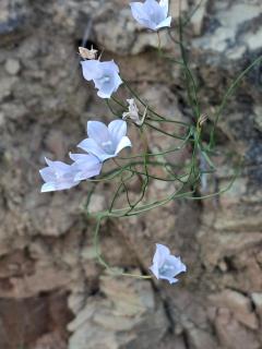 Serendipity Guest Farm Byrne - Byrne - 8