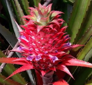 Pousada do Campo - 3