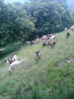 Agriturismo Fiorendo - 2