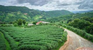 101 Tea Green View - Mae Salong - 5