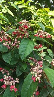 Green Corridor - Ahangama - 5