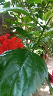 Green Corridor - Ahangama - 6