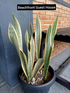 Beachfront Guest House Pacitan - 7