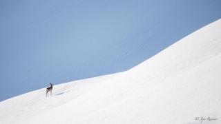 Chez Francine - Notre-Dame-de-Bellecombe - 4